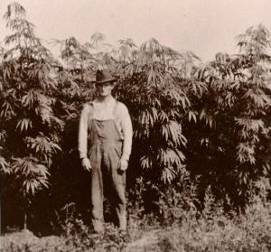 3_History_Lessons_of_Medical_Cannabis